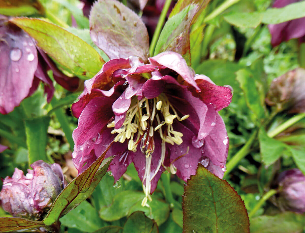 garten prima