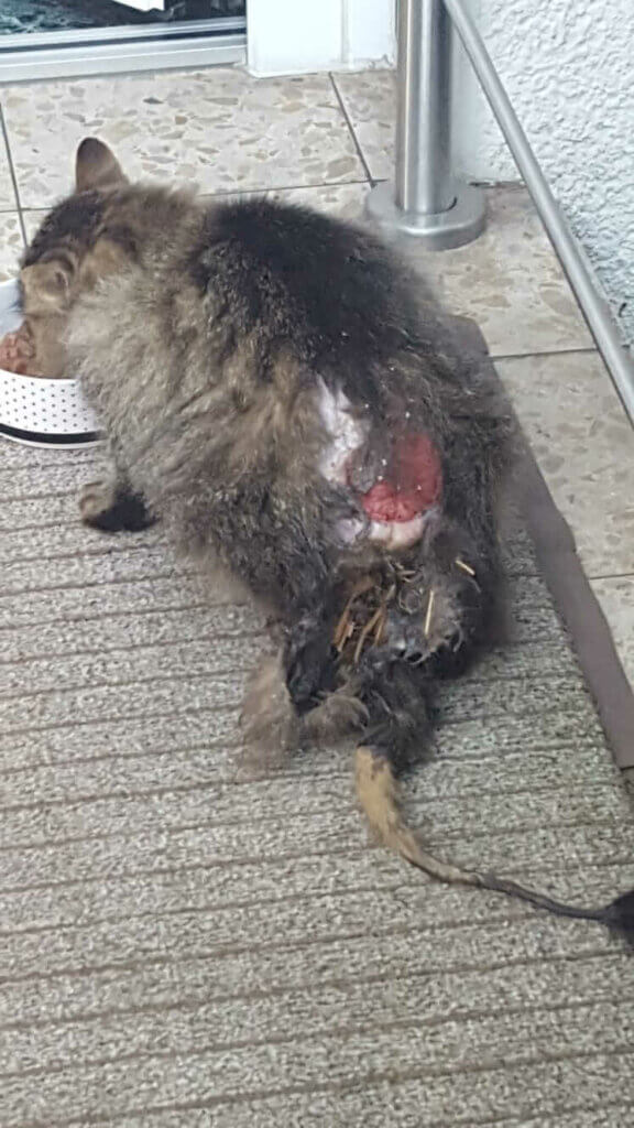 Eine schwer verletzte Katze. der Rücken ist offen die Schwanz ist völlig abgestorben. Das Fell ist komplett zersaust