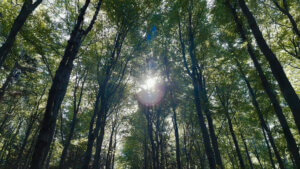 Foto von unten nach oben in die Walddichte mit Sonnenstahlen die durhc die Baumblätter scheinen