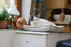 Dien Katze von Trude Meichenitsch liegt auf einer decke und blickt in die Kamera. Sie ist weiß und hat graue Ohren