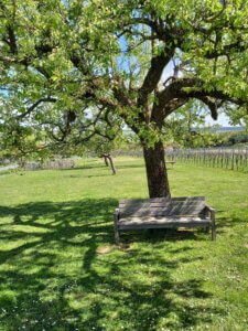 Eine Bank, im Hintergrund befindet sich ein Baum. 