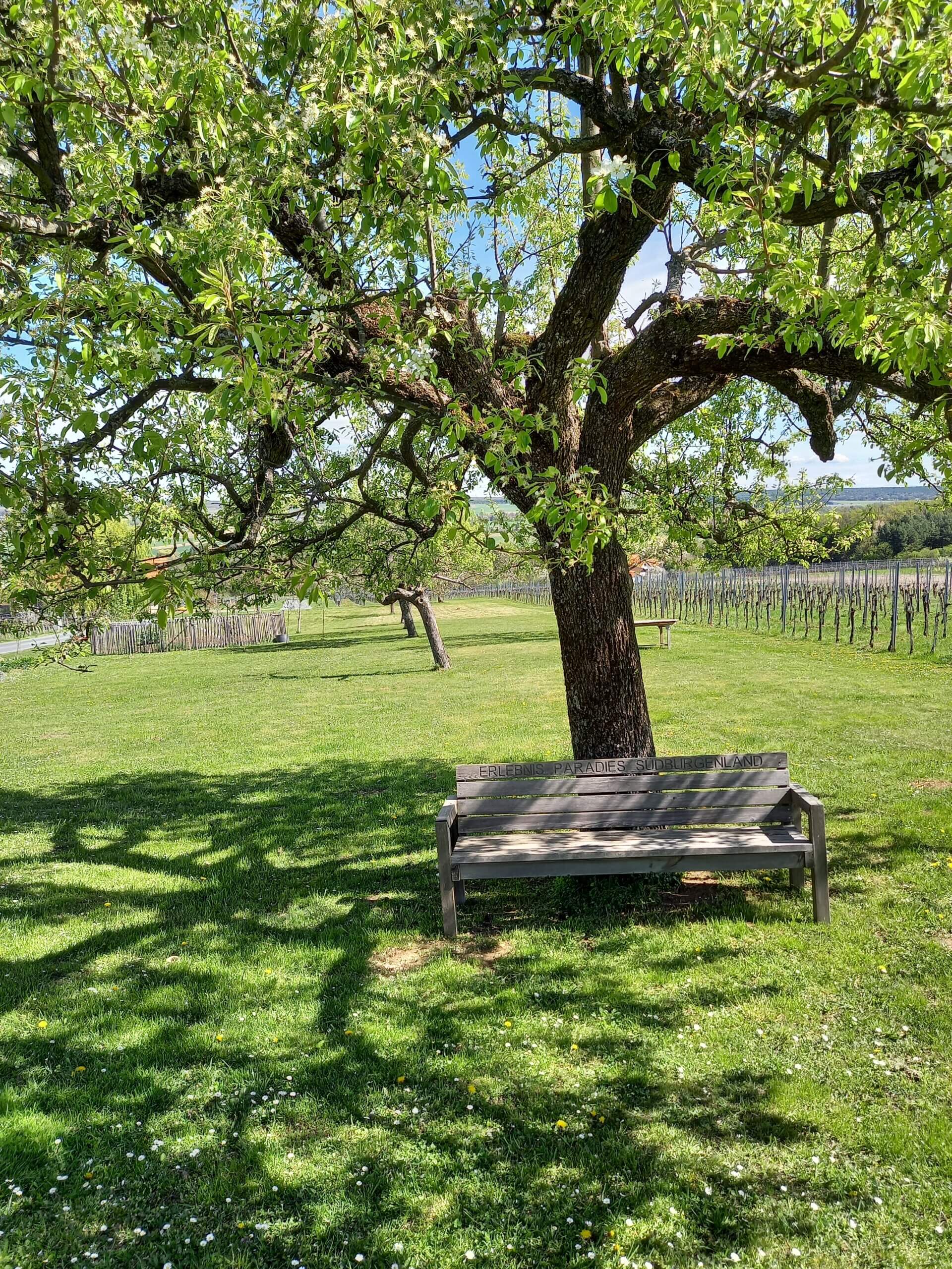 Eine Bank, im Hintergrund befindet sich ein Baum. 
