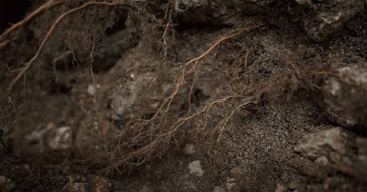 Die Wurzeln eines Baumes in der Erde