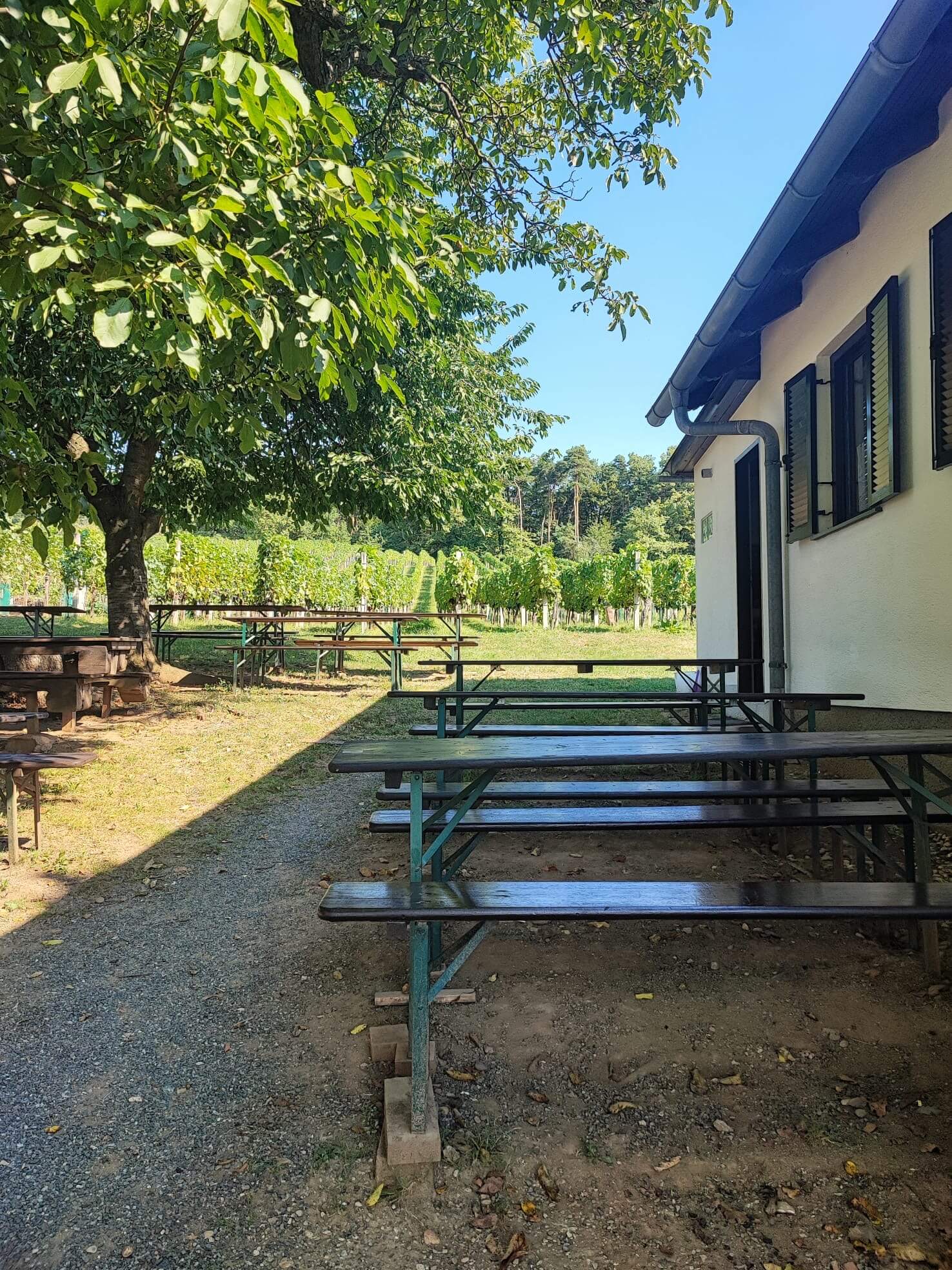 Das Bild zeigt einen gemütlichen Außenbereich mit mehreren leeren Biertischen und -bänken, die unter einem großen Baum stehen. Die Szene befindet sich neben einem Gebäude mit weißen Wänden und dunklen Fensterläden. Im Hintergrund sind grüne Weinreben zu sehen, die sich über die Landschaft erstrecken. Das Licht fällt sanft durch die Blätter des Baumes und sorgt für eine friedliche und entspannte Atmosphäre. Die Umgebung wirkt einladend und naturverbunden, ideal für ein sommerliches Beisammensein oder eine Veranstaltung im Freien.