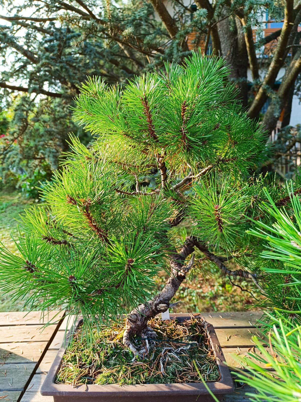 Ein kleiner Bonsai-Baum mit dichten, grünen Nadeln steht in einem rechteckigen Topf auf einem Holztisch. Der Baum hat einen gebogenen, knorrigen Stamm und wächst nach oben hin ausladend. Im Hintergrund sind ein großer Baum mit Nadeln und ein Gebäude teilweise zu sehen. Die Szene ist von warmem Sonnenlicht beleuchtet, das die Nadeln des Bonsai-Baums zum Leuchten bringt. Foto: Naturfreunde Litzelsdorf