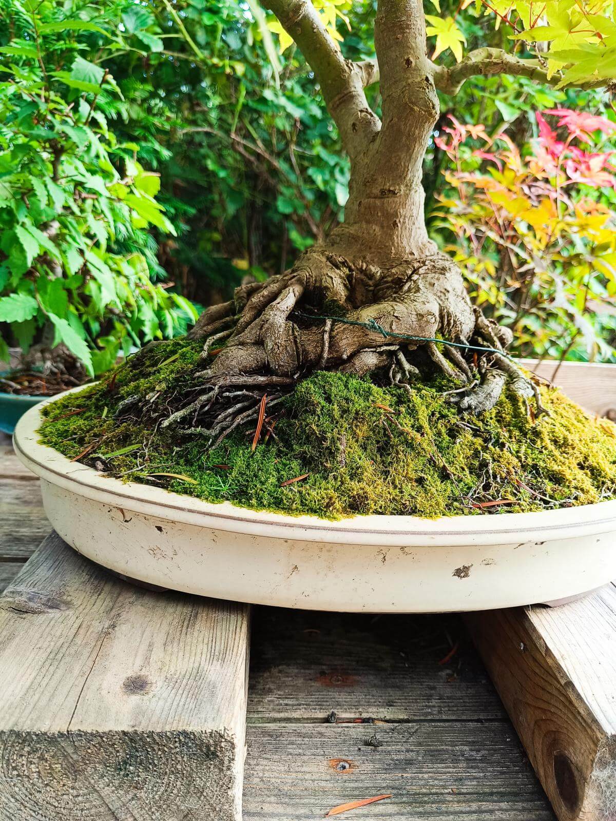 Ein Bonsai-Baum mit einem dicken, knorrigen Stamm steht in einer flachen, runden Schale. Der Boden der Schale ist mit grünem Moos bedeckt. Die starken Wurzeln des Baumes sind sichtbar und winden sich um den Stamm herum. Im Hintergrund ist dichte, grüne Vegetation zu sehen, die teilweise von bunten, rot und gelb gefärbten Blättern durchsetzt ist. Der Bonsai steht auf einer Holzunterlage, die aus rustikalen Holzplanken besteht. Foto: Naturfreunde Litzelsdorf
