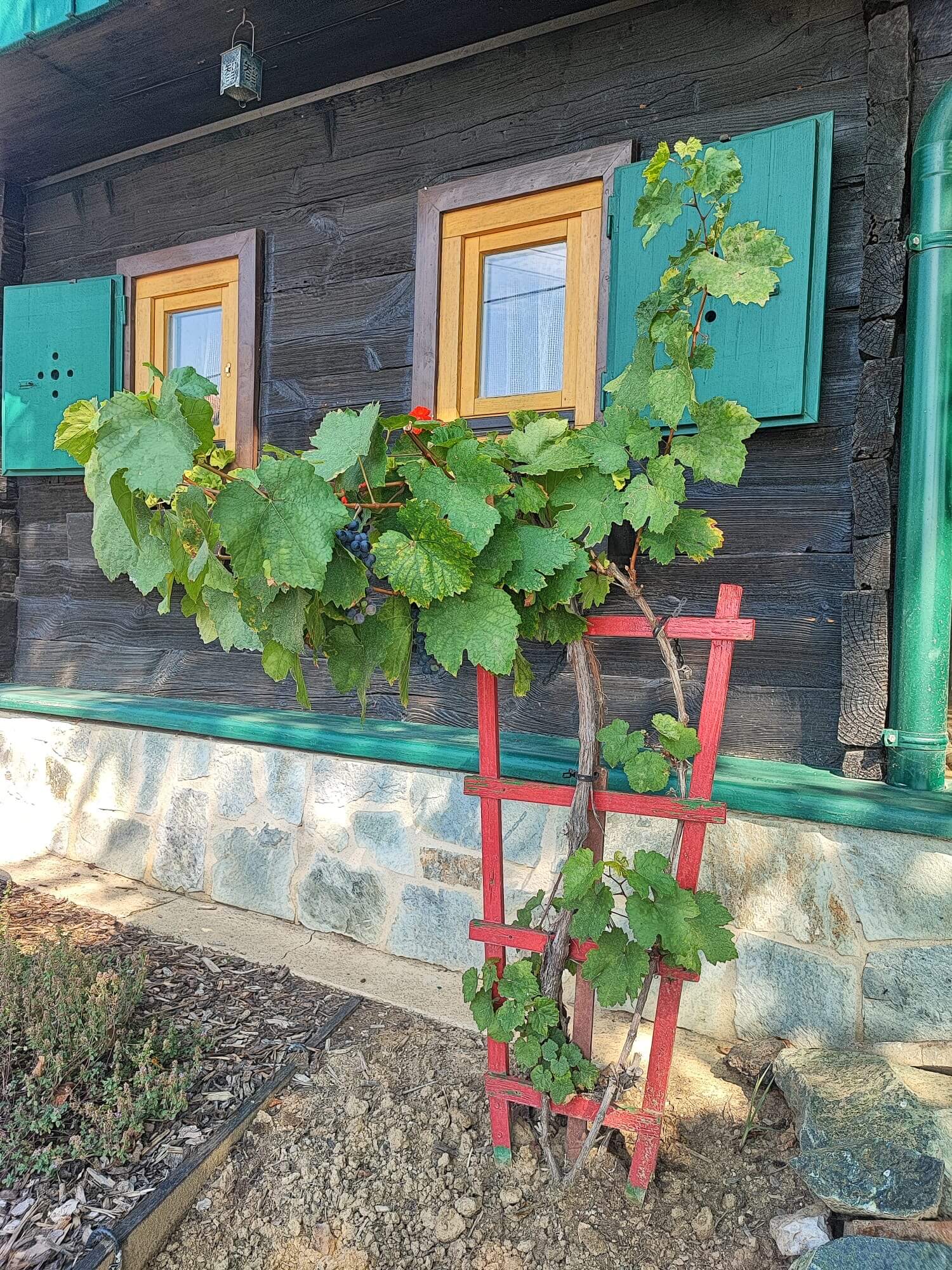 Das Bild zeigt eine Weinrebe, die an einem kleinen, roten Spalier emporwächst. Die Rebe trägt grüne Blätter und einige dunkelviolette Trauben. Im Hintergrund ist die Wand eines rustikalen Holzhauses mit zwei kleinen Fenstern zu sehen, die gelbe Rahmen und grüne Fensterläden haben. Die Wand besteht aus dunklem Holz, während der Sockel aus hellen Natursteinen gebaut ist. Über einem der Fenster hängt eine kleine Laterne. Die Szene strahlt eine idyllische, ländliche Atmosphäre aus und vermittelt das Gefühl von Ruhe und Naturverbundenheit.