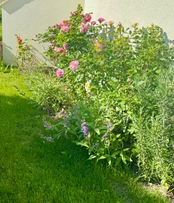Ein kleiner Gartenbereich mit dichtem, grünem Rasen und einer Vielfalt an blühenden Pflanzen. Im Vordergrund wachsen lila und rosafarbene Blumen. Dahinter blühen üppige Rosensträucher mit rosa und gelben Blüten. Die Pflanzen stehen dicht an einer hellen Hauswand, die links im Bild leicht abgeschrägt ist. Die Szenerie ist sonnig, und die Pflanzen werfen weiche Schatten auf den Rasen. Foto: Kasumovic