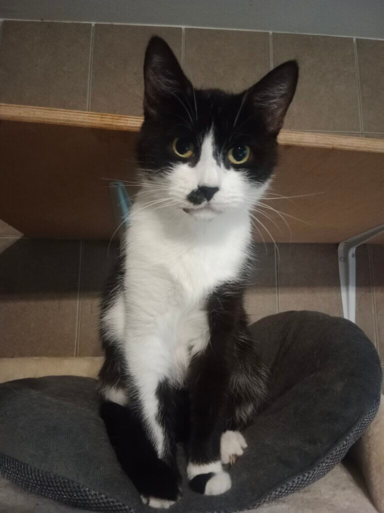 1000068815 Schwarz-weiße Katze sitzt aufmerksam auf einem grauen Kissen vor einer beigen Wand in einem gemütlichen Raum.