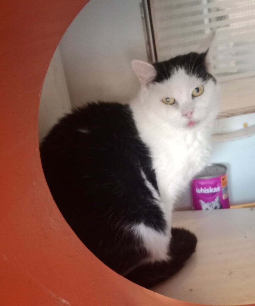 1000074006 Schwarz-weiße Katze schaut durch das Fenster, Whiskas-Dose im Hintergrund.