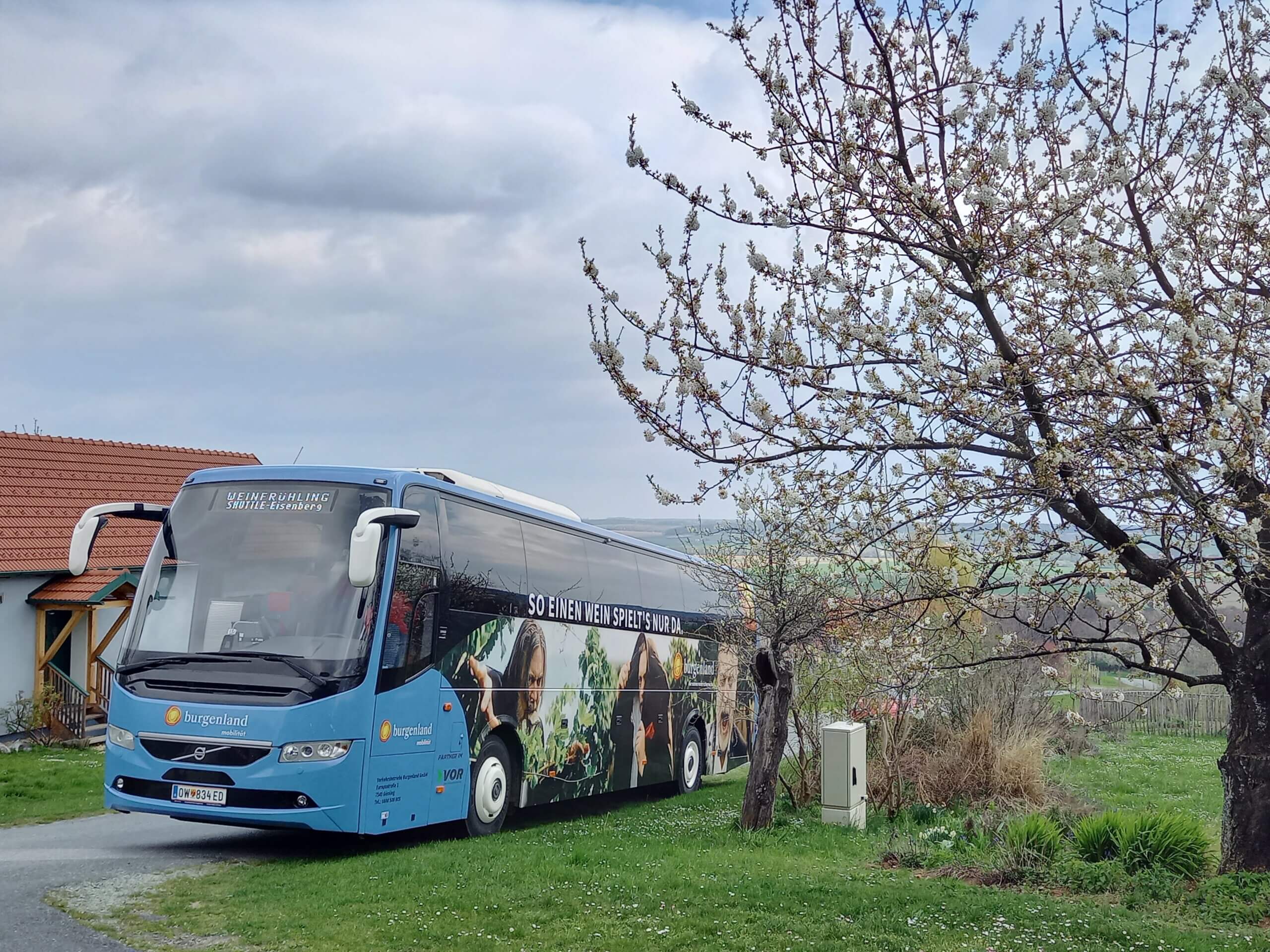 Blauer Shuttlebus im Grünen mit Frühlingsblüten, Burgenland-Werbung, idyllische ländliche Szene, bewölkter Himmel.