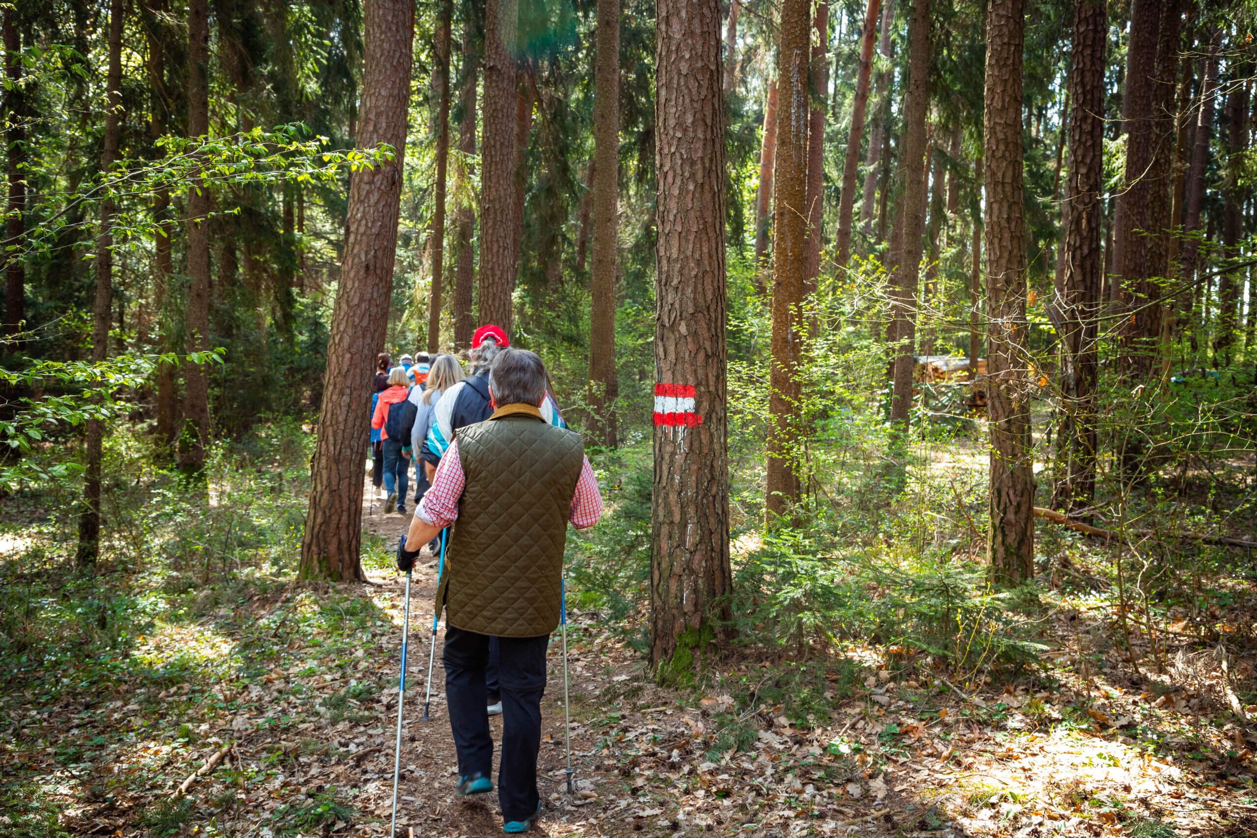 Gruppe älterer Menschen wandert auf markiertem Waldweg bei sonnigem Wetter.