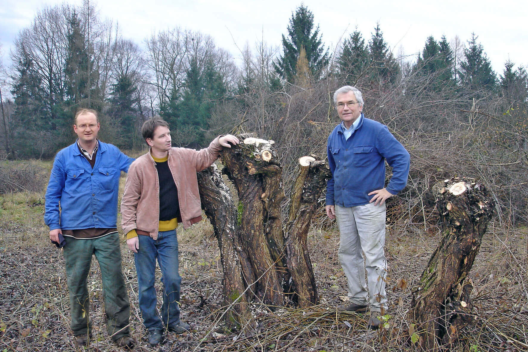 Drei Männer stehen um geschnittenen Baumstümpfe in einer Waldlichtung, Naturpflege im Winter.