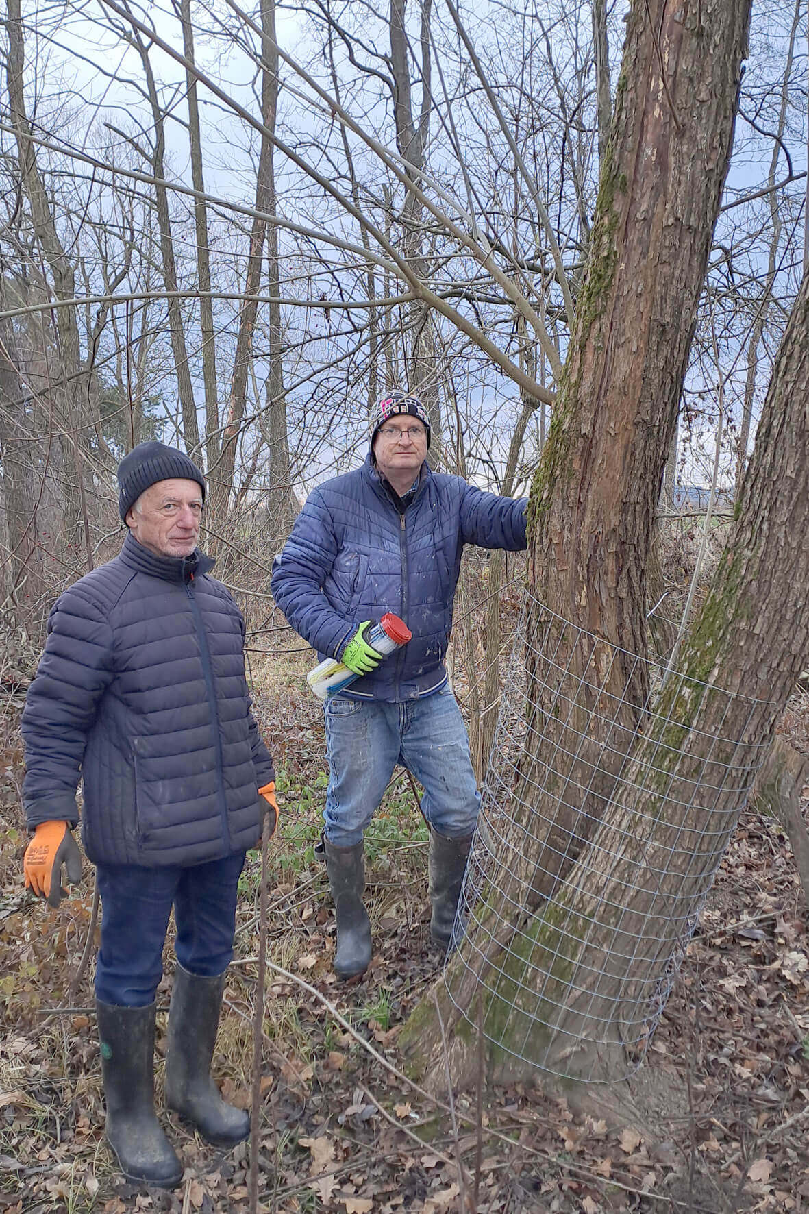Zwei Männer befestigen einen Schutzzaun um einen Baum im Wald, um Naturschutzmaßnahmen umzusetzen.