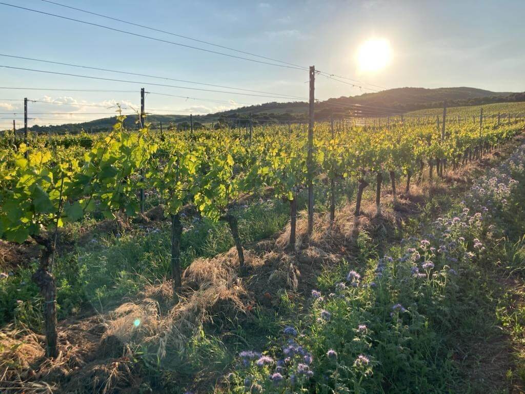 Weinberg bei Sonnenuntergang mit blühenden Pflanzen, üppigen Reben und Hügeln im Hintergrund.