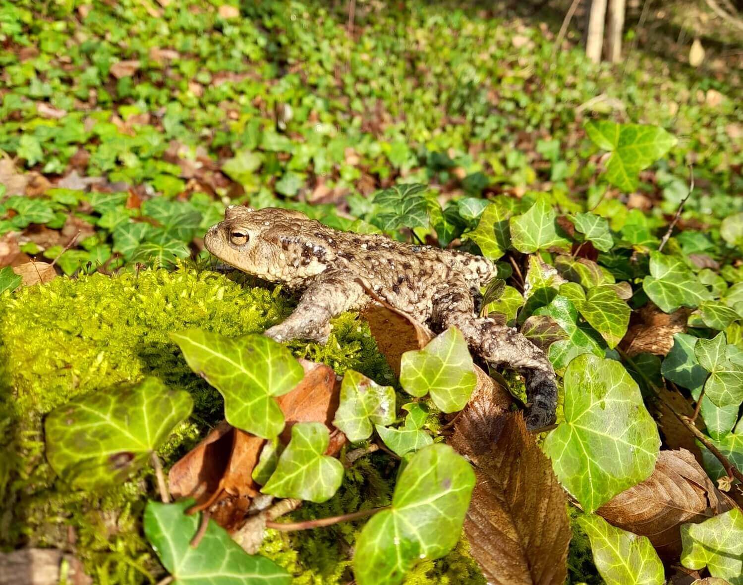 Kröte auf moosbedecktem Waldboden voller Efeu im Sonnenlicht.