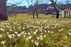 Blühende Frühlingswiese mit weißen Krokussen vor einem Landhaus im Hintergrund, strahlend unter klarem, blauem Himmel.