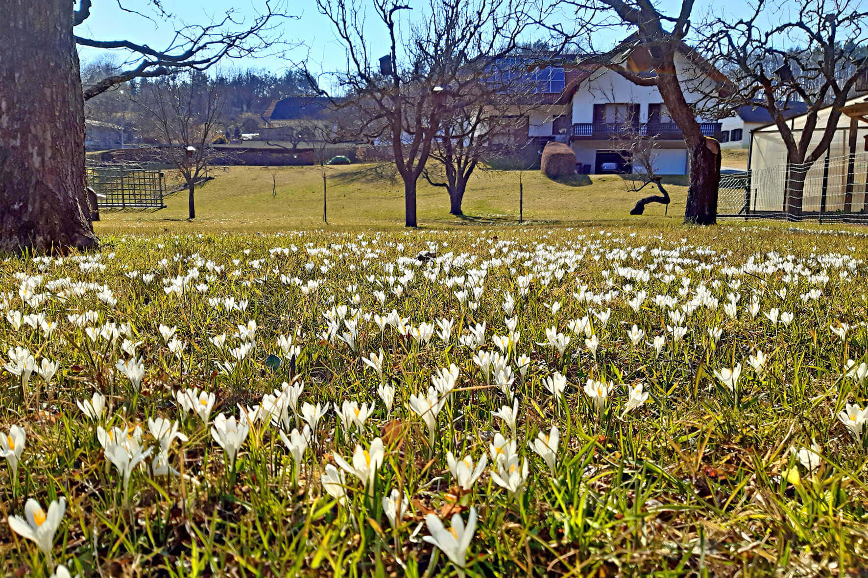 Blühende Frühlingswiese mit weißen Krokussen vor einem Landhaus im Hintergrund, strahlend unter klarem, blauem Himmel.