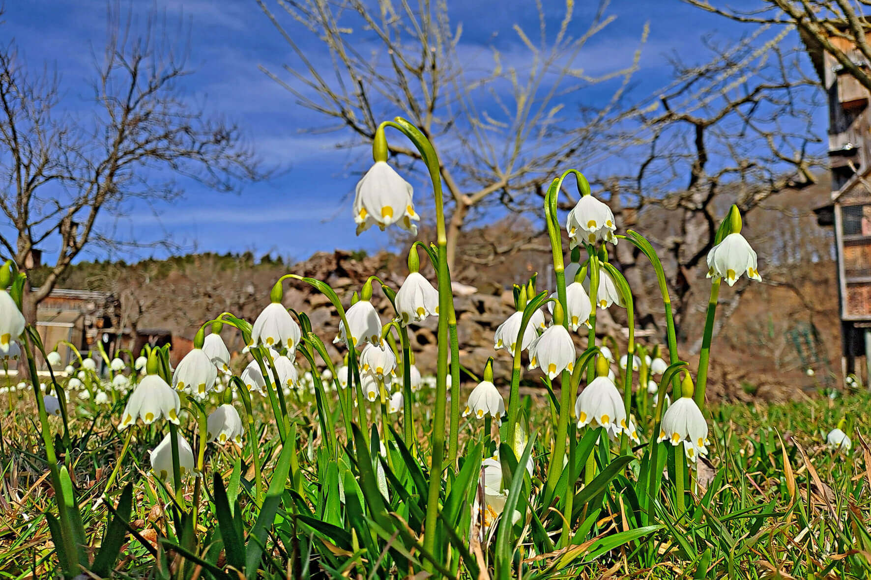 Weiße Frühlingsknotenblumen blühen unter blauem Himmel in einem malerischen Garten.