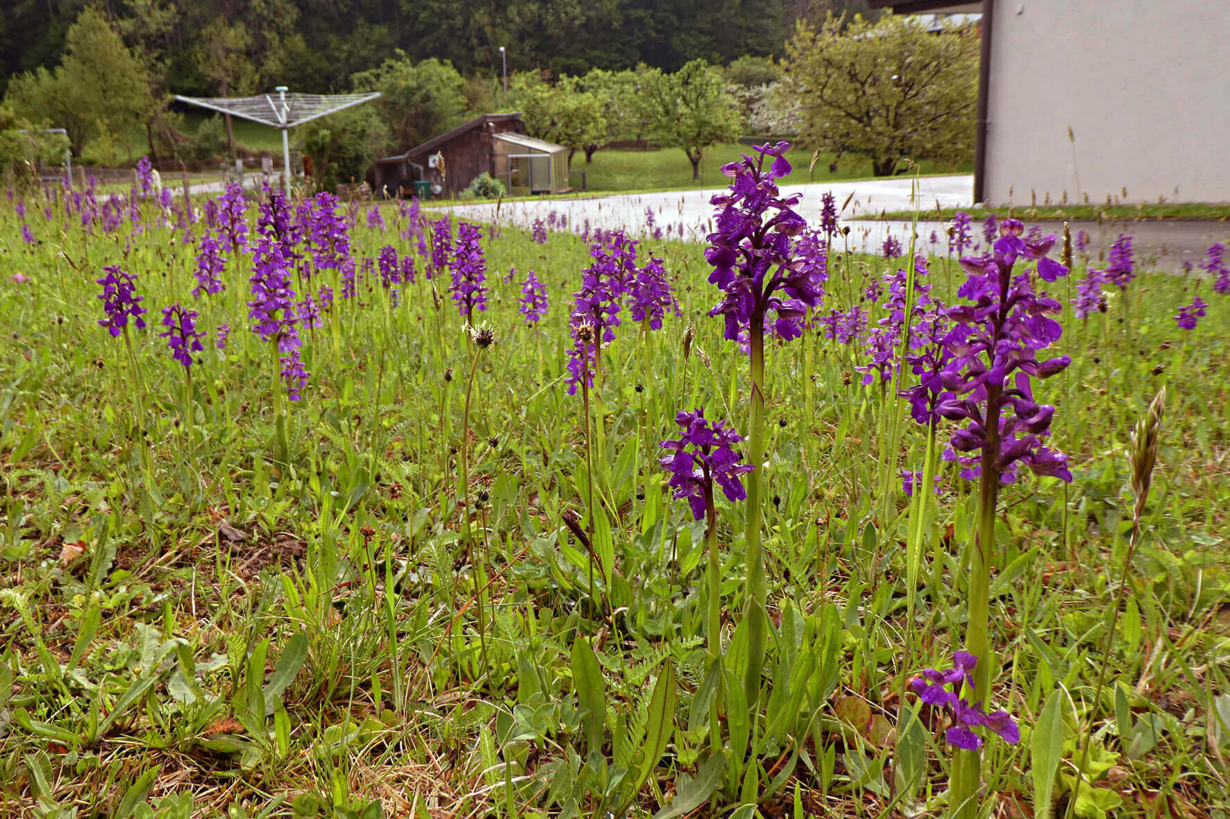 Wiese mit violetten Orchideenblüten vor einer ländlichen Kulisse im Frühling.