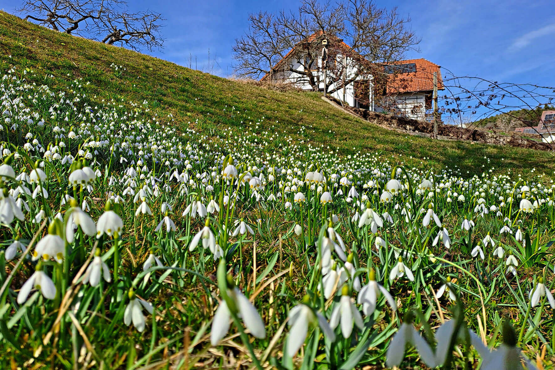 Blühende Schneeglöckchen auf einer grünen Wiese vor einem Fachwerkhaus an einem sonnigen Tag im Frühling.