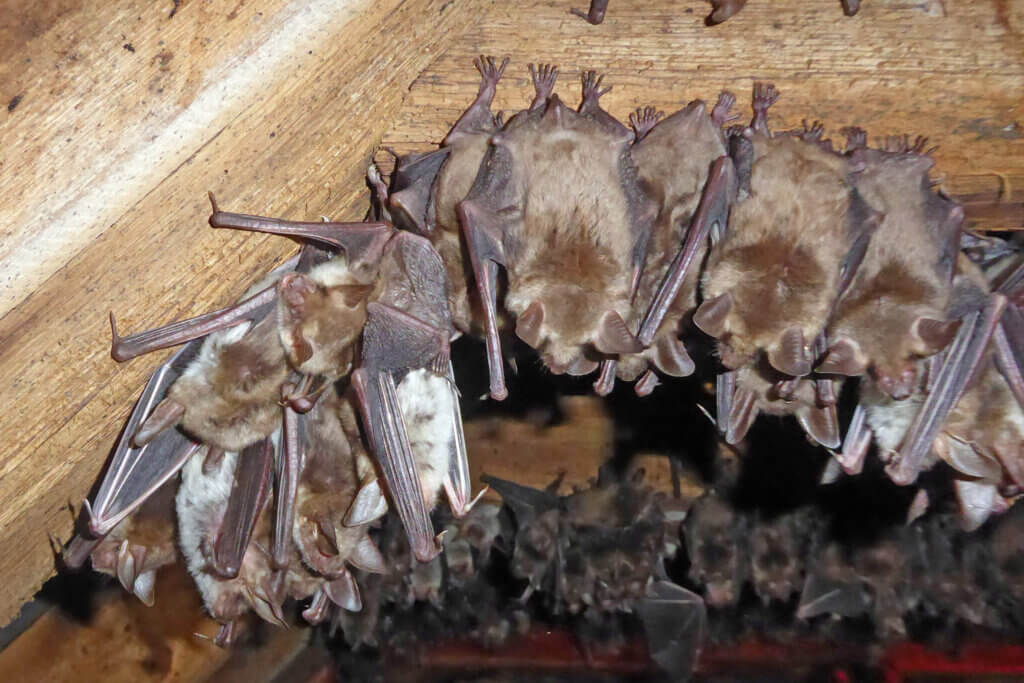 Myotis myotis (Großes Mausohr)©Weinzettl Fledermäuse hängen dicht aneinander unter einem Holzdach, in einem natürlichen Lebensraum.