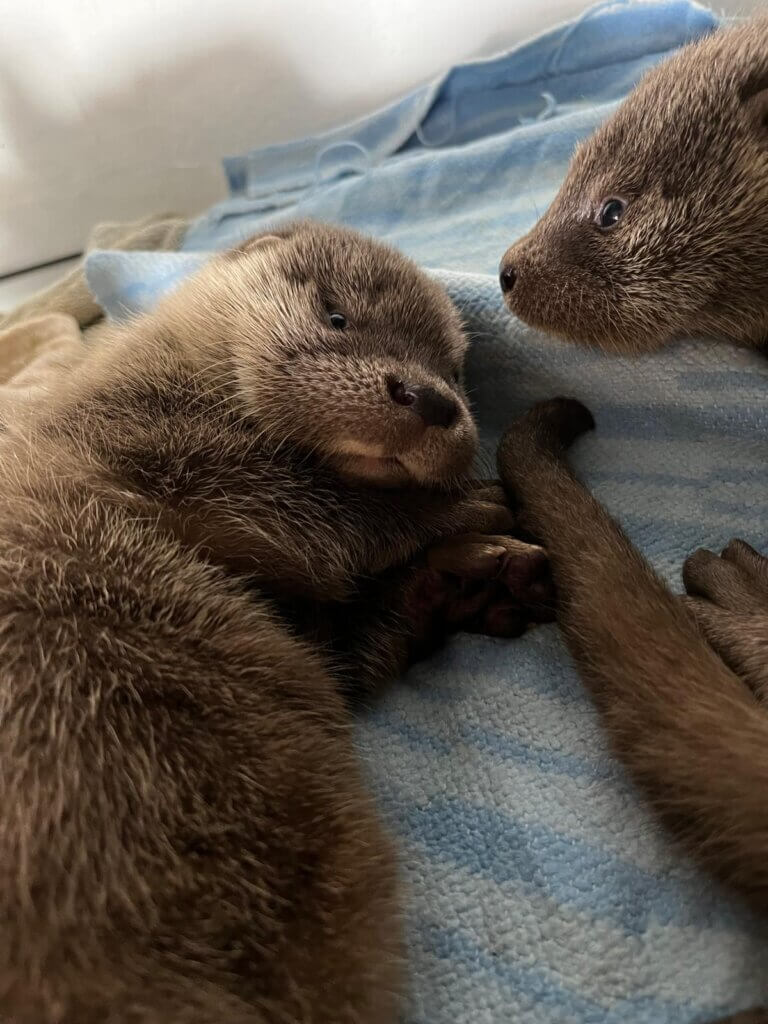 PHOTO-2025-05-18-20-03-21 2©Alice Siebenbrunner Zwei junge Otter kuscheln auf einer blauen Decke, entspannen und genießen die Nähe zueinander.
