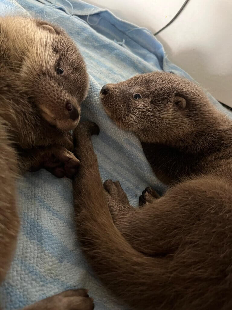 PHOTO-2025-05-18-20-03-21 Zwei junge Otter liegen auf einer blauen Decke und schauen sich liebevoll an.
