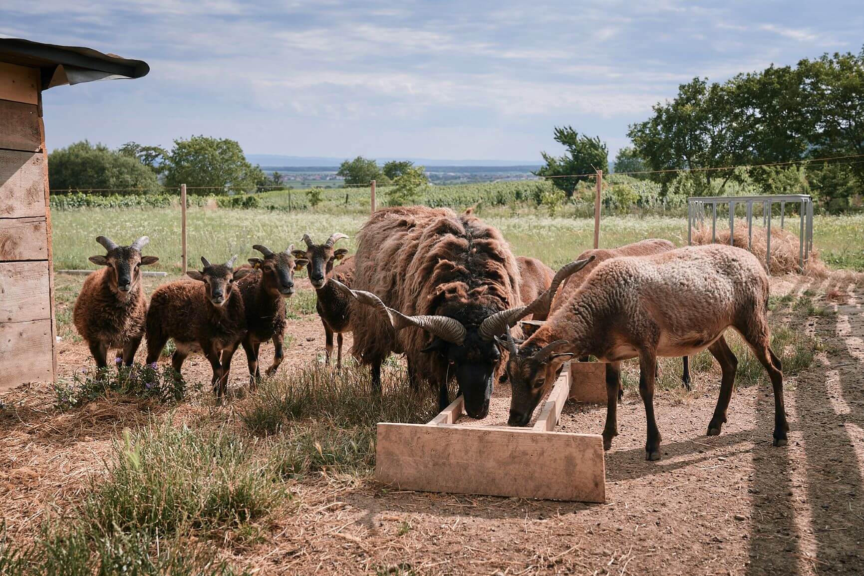 Schafe auf einer Weide essen aus einem Futtertrog an einem sonnigen Tag in ländlicher Umgebung.