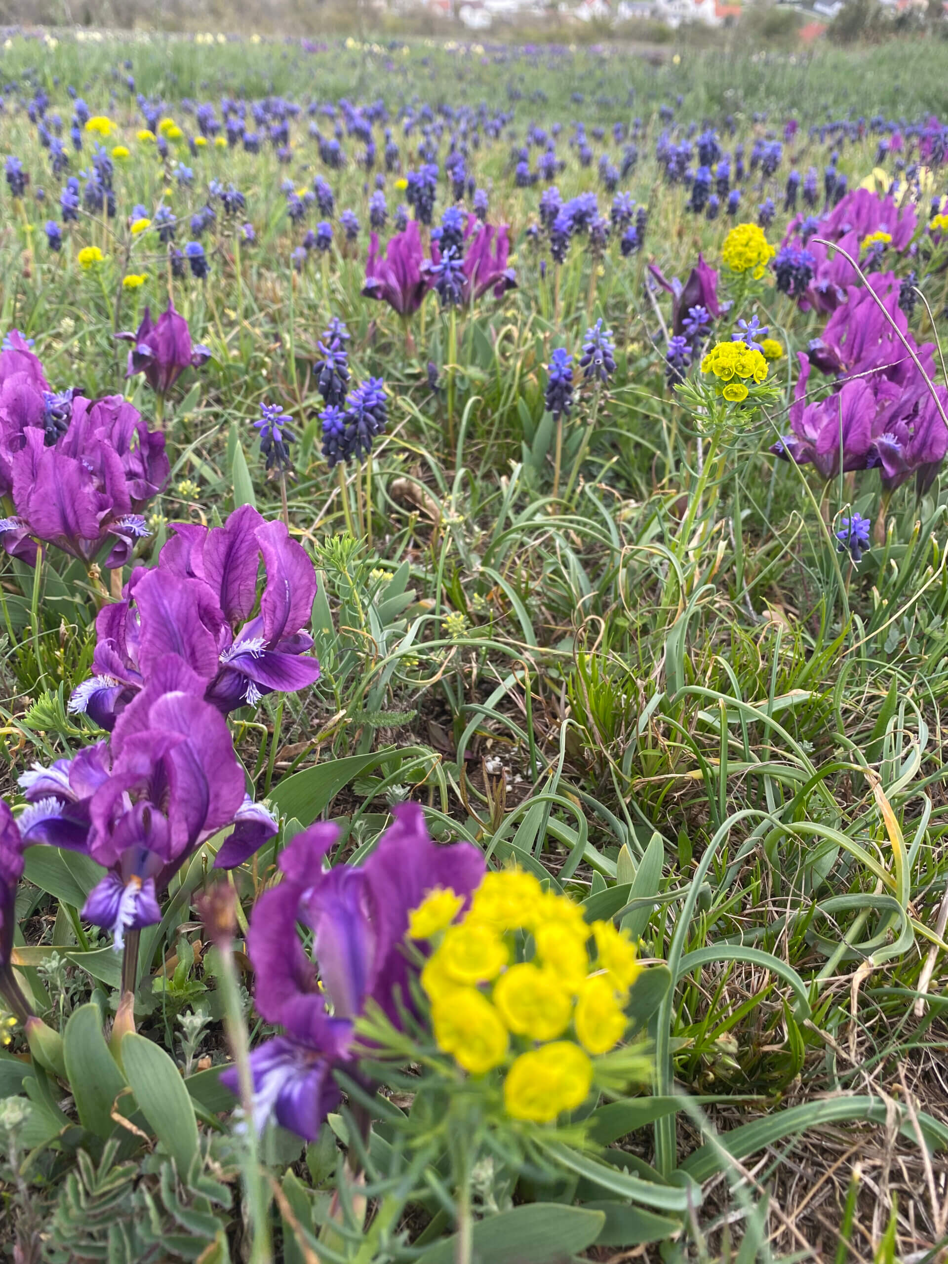 Bunte Frühlingswiese mit lila und gelben Wildblumen, blühend im grünen Gras. Perfekte Naturaufnahme.