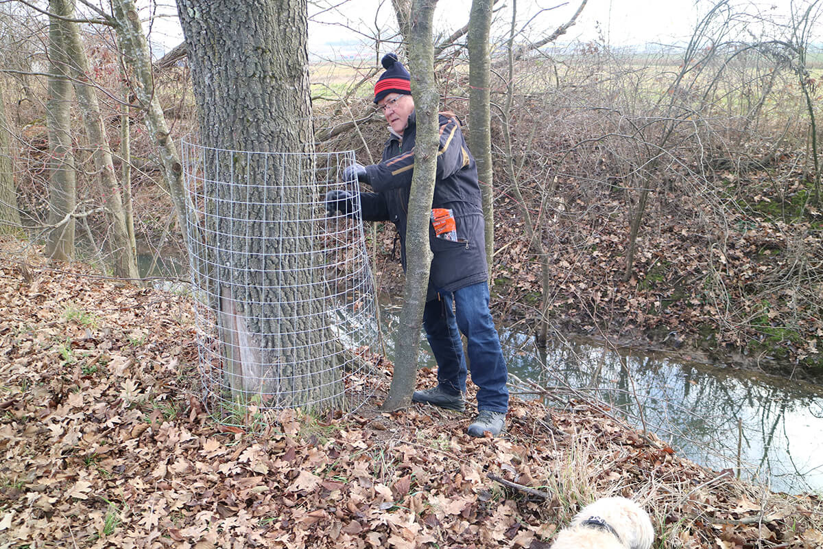 Mann installiert Schutzgitter um Baum im Wald, um Wildtierschäden zu verhindern.