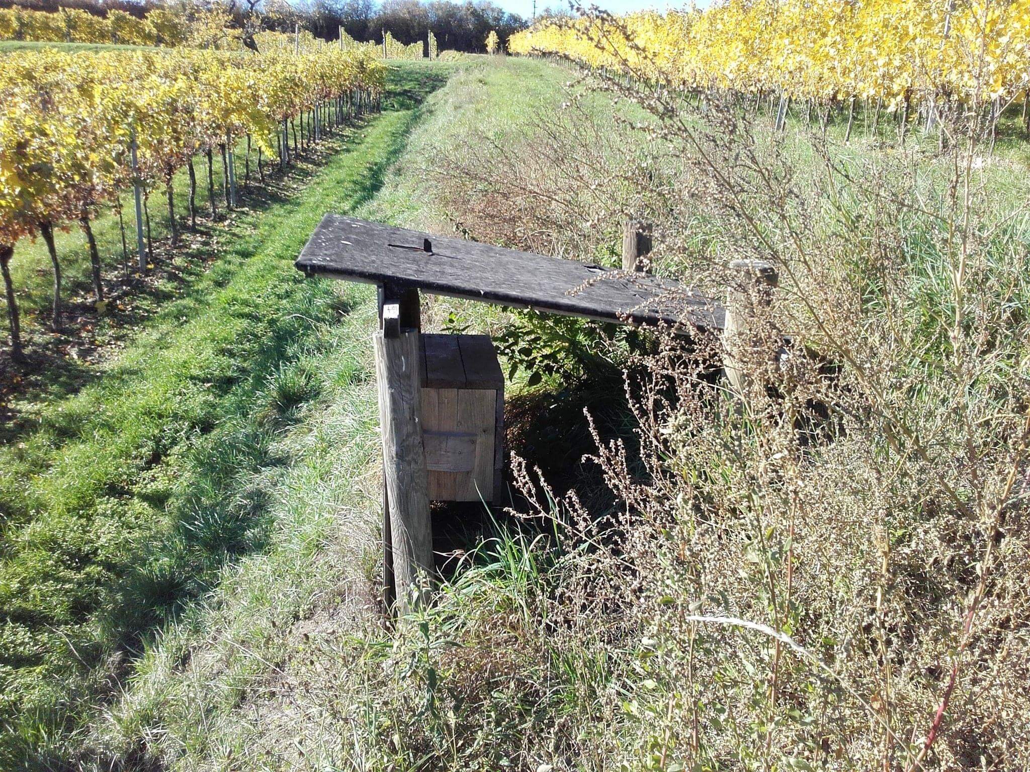 Weinberg im Herbst mit altem Holzschuppen, umgeben von goldenen Reben und Gras.