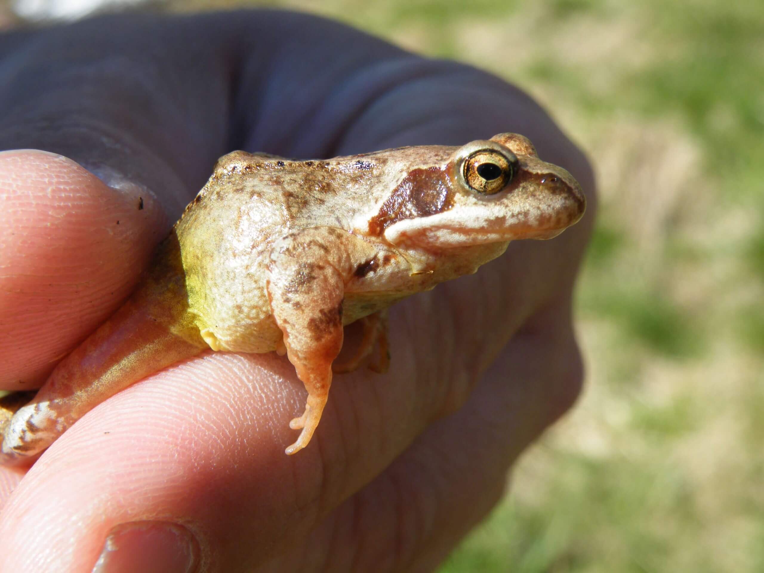Nahaufnahme eines braunen Frosches, der sanft in einer Hand gehalten wird, mit grünem Hintergrund im Freien.