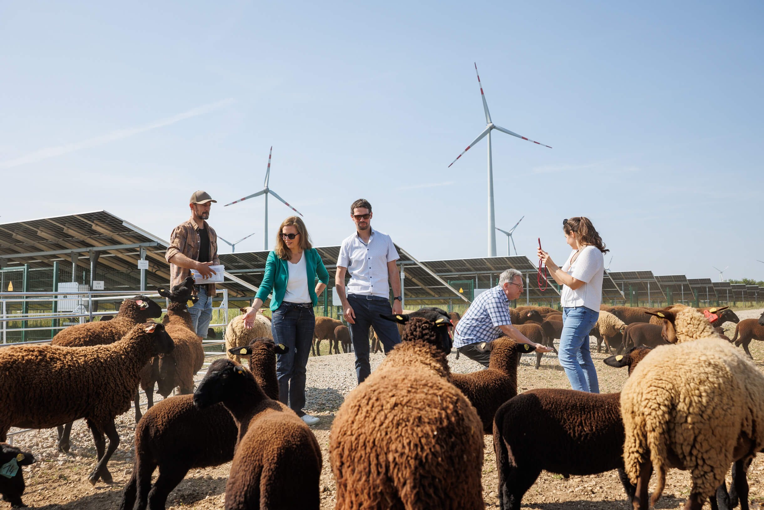 Menschen interagieren mit Schafen vor Windkraft- und Solaranlagen an einem sonnigen Tag.