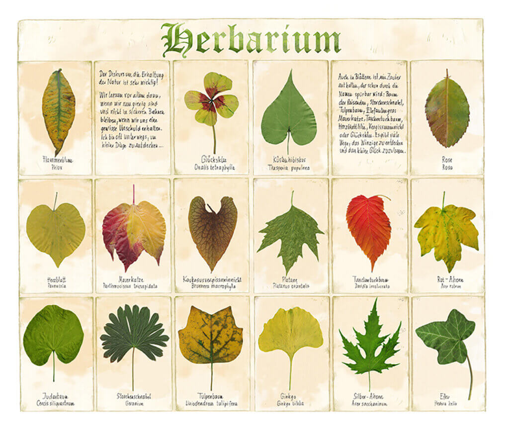 Herbarium-Illustration mit 15 verschiedenen Blättern, inklusive Namen und Texten zur Pflanzenvielfalt und Naturerhaltung.