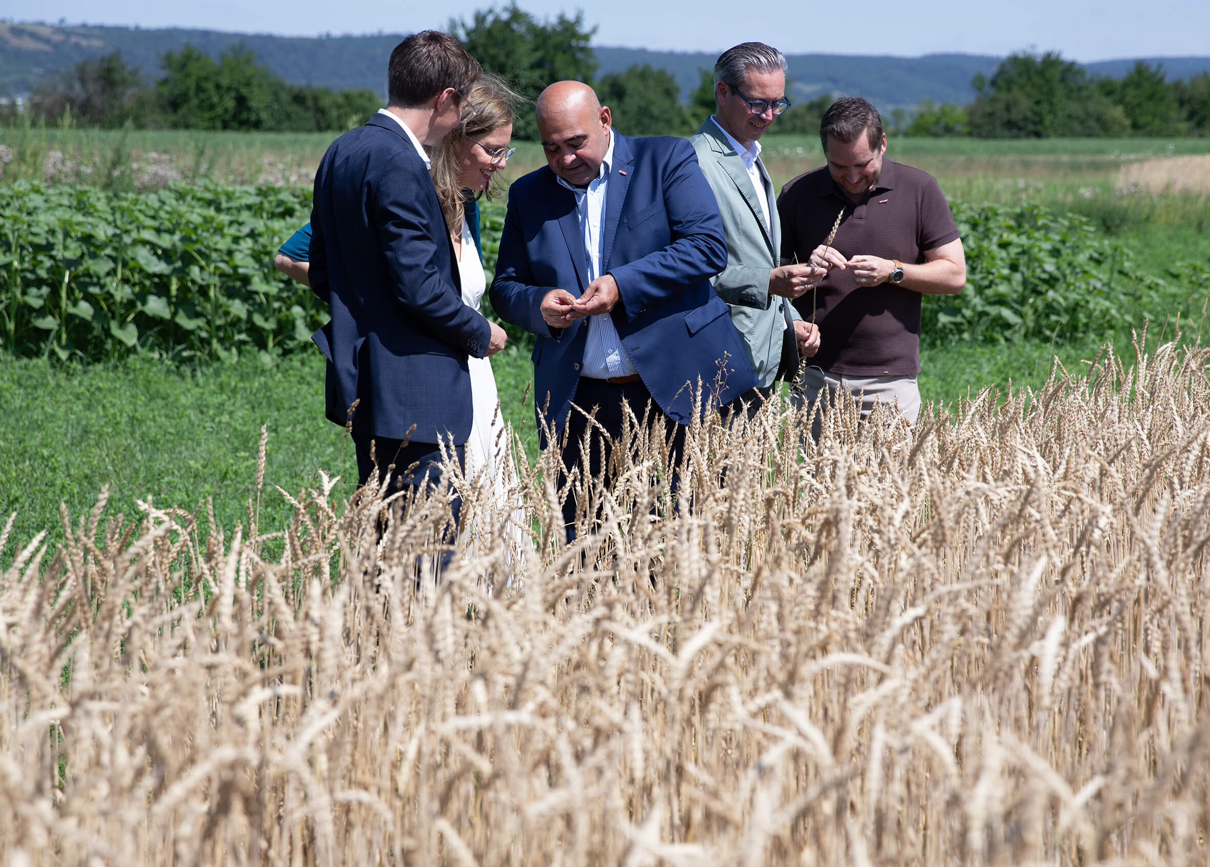 Gruppe von Menschen inspiziert Weizenfeld bei sonnigem Wetter, umgeben von grüner Landschaft.