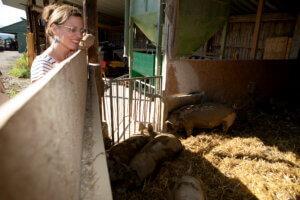 Eine Frau beobachtet Schweine in einem Stall, beleuchtet von Sonnenlicht.