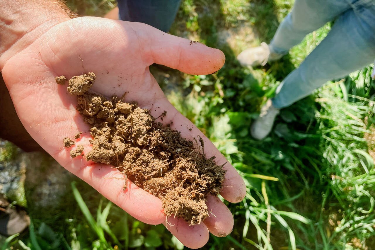 Hand hält frische Erde auf Wiese, symbolisiert landwirtschaftliche Bodenqualität und nachhaltige Landwirtschaft.