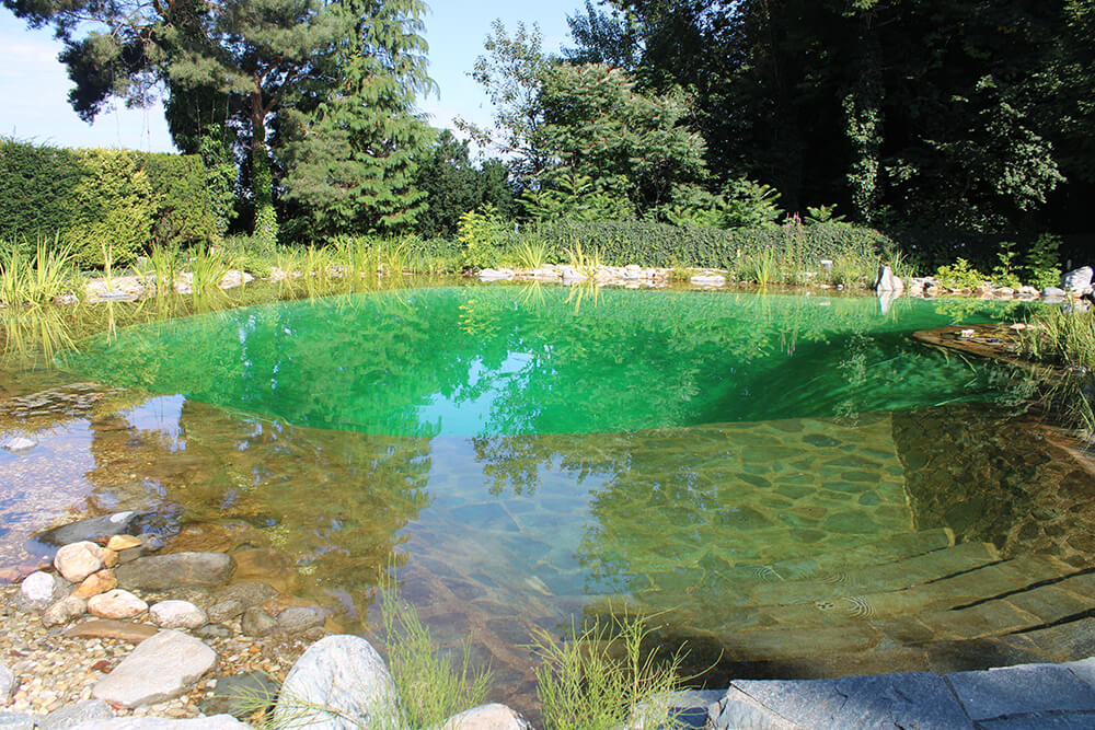 Klares Wasser im Naturteich mit grüner Vegetation und Steinen, umgeben von Bäumen und Pflanzen unter klarem Himmel.