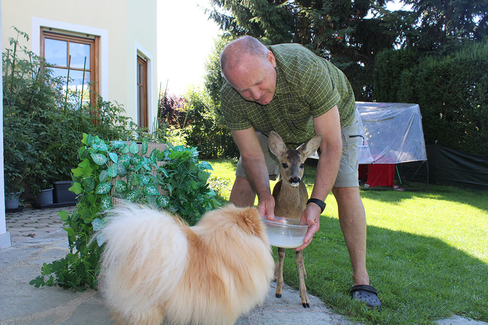 Ein Mann füttert ein Reh und einen Hund im Garten, unter blauem Himmel, umgeben von grüner Vegetation.