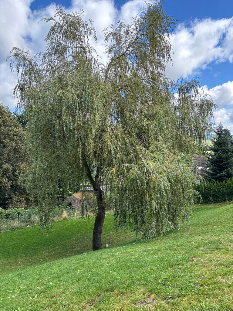 Weidebaum auf grüner Wiese unter blauem Himmel mit Wolken, Naturidylle im Sommer.
