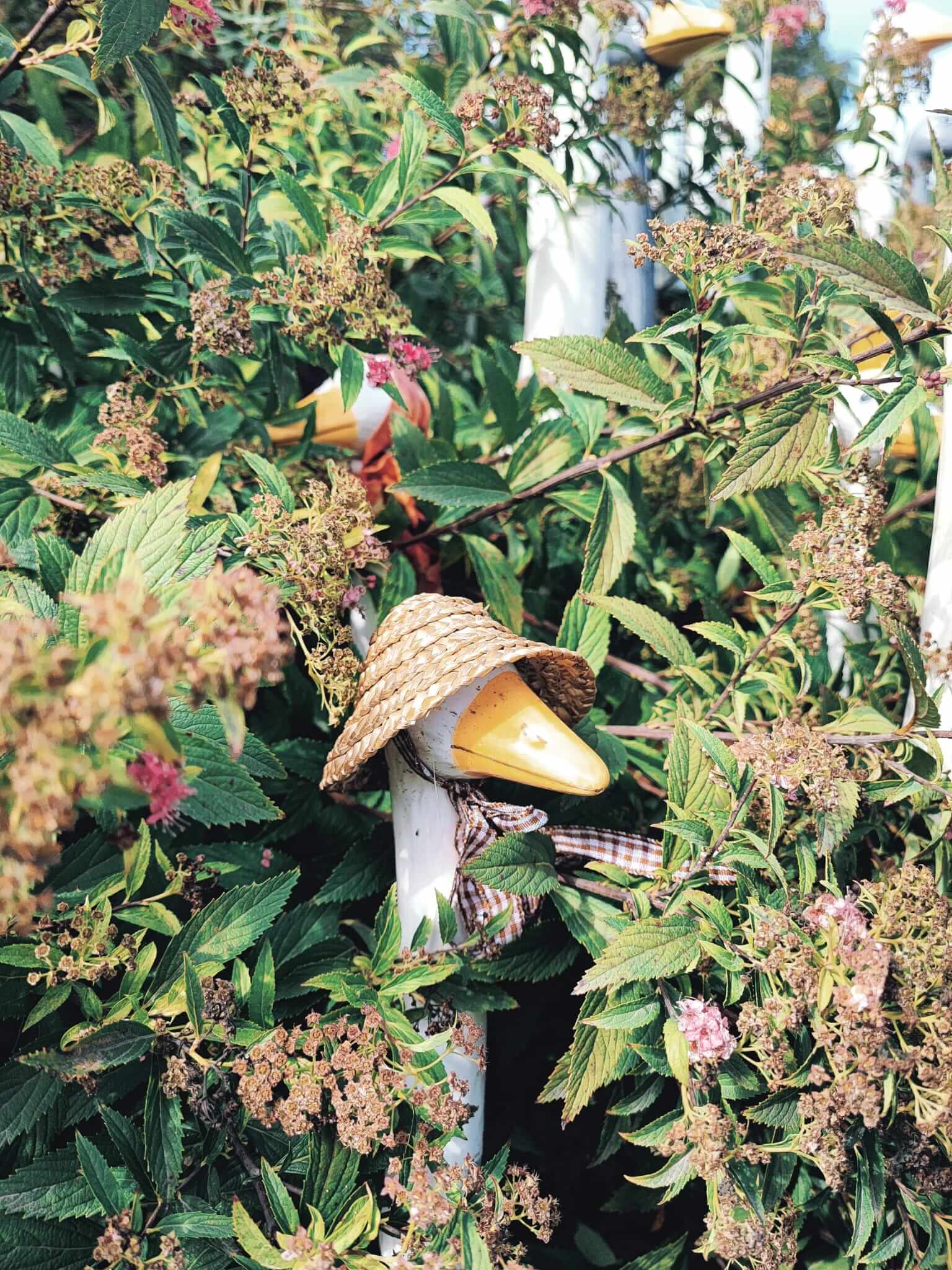 Gartenfigur-Ente mit Strohhut zwischen blühenden Sträuchern, verleiht dem Garten eine rustikale Note.