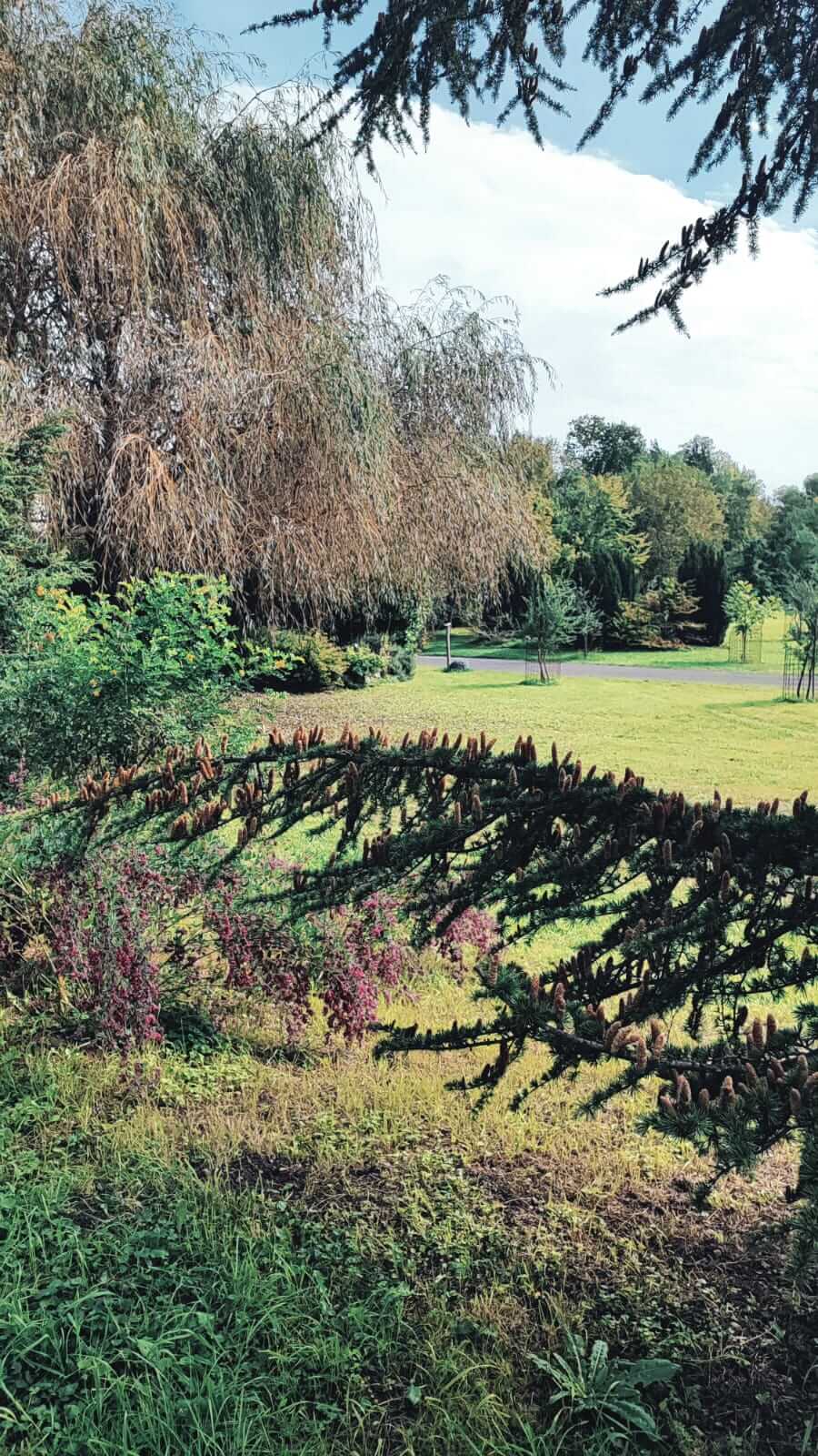 Grüne Parklandschaft mit Bäumen und üppiger Vegetation unter strahlend blauem Himmel.