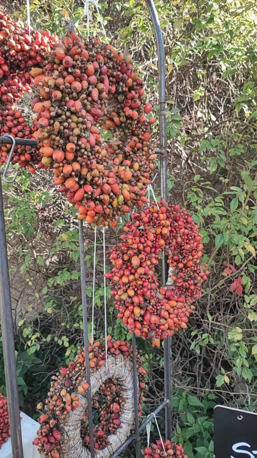 Herbstliche Kränze aus bunten Beeren, dekorativ aufgehängt vor grünem Hintergrund. Perfekt für saisonale Dekorationen.