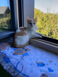 Eine neugierige Katze sitzt entspannt auf der Fensterbank und blickt in einen sonnigen Garten, mit einer Decke verziert mit Eulen.