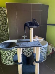 Katzen auf Kratzbaum und Badewanne in stilvollem Badezimmer, perfekt für tierfreundliches Wohnen im Prima Magazin-Stil.