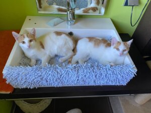 Zwei weiße Katzen mit orangefarbenen Flecken liegen entspannt im Waschbecken auf einer blauen Matte, umgeben von fröhlichen Farben.