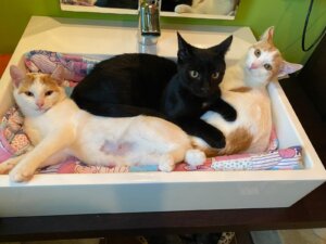 Drei Katzen kuscheln gemütlich in einem Waschbecken auf bunten Handtüchern. Perfektes Wohlfühlmotiv für Prima Magazin.