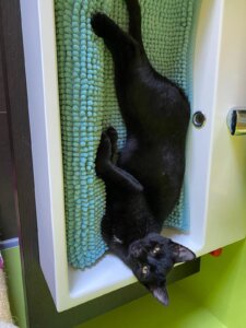 Schwarze Katze entspannt auf grünem Handtuch im Waschbecken. Perfekter Moment aus dem Alltagsleben, festgehalten für Prima Magazin.