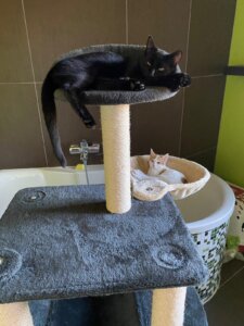 Zwei entspannte Katzen auf einem Kratzbaum in einem modernen Badezimmer, harmonisch und gemütlich, passend für Prima Magazin.